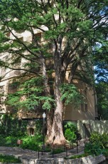 Ben Milam bald cypress, aka Heritage Tree