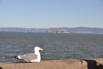 Seagull and Alcatraz