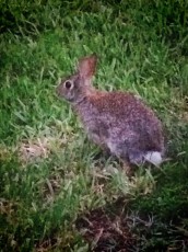 Cute rabbit hanging out in my front yard