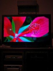 Delwin's floral macros make an excellent Apple TV screensaver