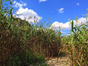 Current status—lost in a corn maze