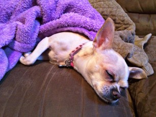 Chloe is a blanket burrowing sleep expert