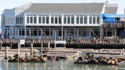 Video of the Pier 39 sea lions and their barking