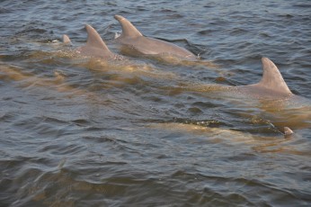 Dolphin watching on the Savannah River