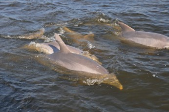 Dolphin watching on the Savannah River