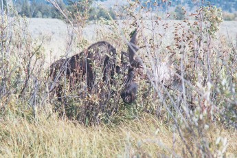 Moose at Grand Tetons