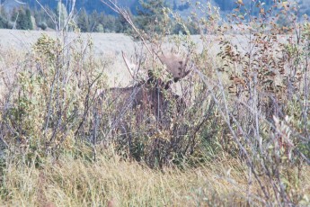 Moose at Grand Tetons