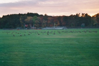 Canadian geese