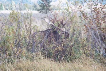 Moose at Grand Tetons