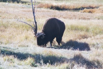 Bison