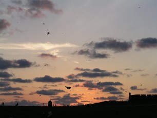 Evening kites