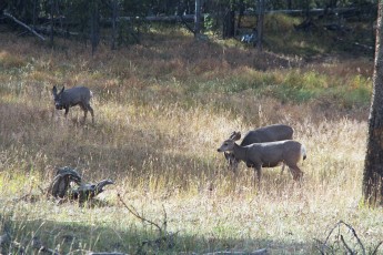 Yellowstone deer