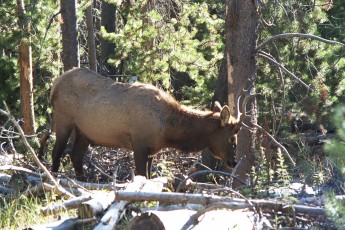 Elk crossing