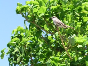 Wildlife at lighthouse park