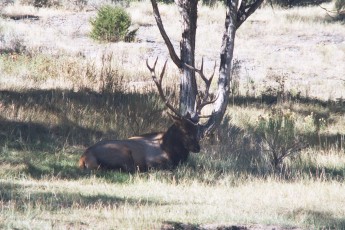 Elk in the campground