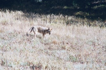 Coyote