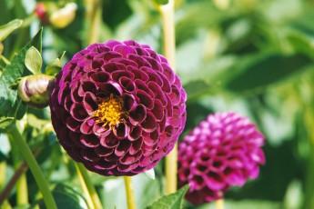 The Butchart Gardens