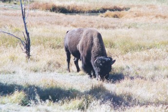 Bison