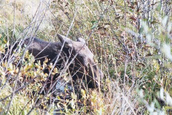 Moose at Grand Tetons