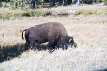 Bison