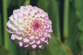 The Butchart Gardens