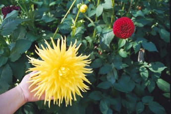 The Butchart Gardens