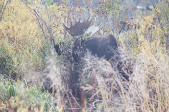 Moose at Grand Tetons
