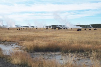Bison herd