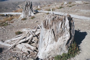 Snapped trees at Mount St. Helens