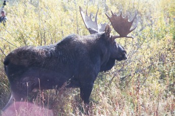 Moose at Grand Tetons