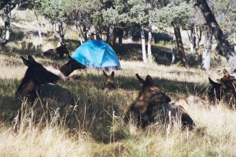 Elk in the campground