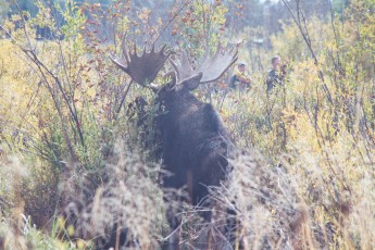 Moose at Grand Tetons