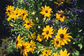 The Butchart Gardens