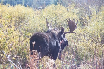 Moose at Grand Tetons