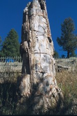 Petrified tree
