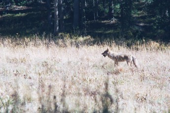 Coyote