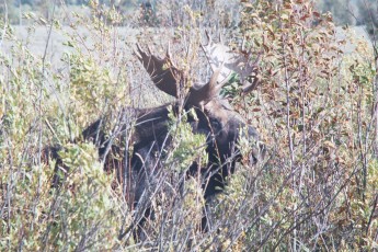 Moose at Grand Tetons