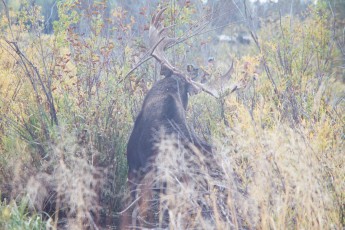 Moose at Grand Tetons