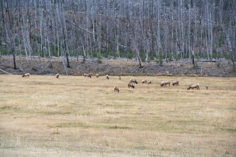 Elk herd