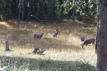 Yellowstone deer