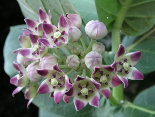 Parque de las Palomas (Pigeon Park)