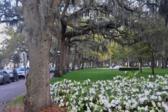 Savannah landscaping