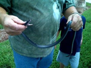 Dad caught a snake in his yard
