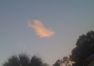 A sky dolphin!