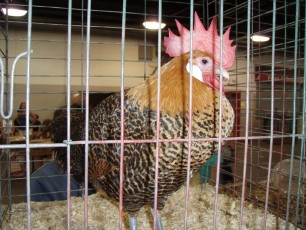 Another rooster with fancy feather colorings and an impressive comb