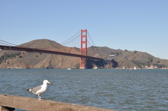 Seagull and bridge