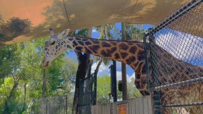 Giraffe at Central Florida Zoo
