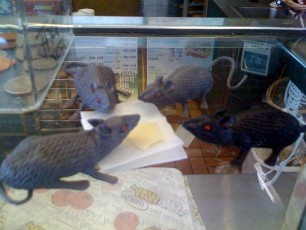 Subway rats