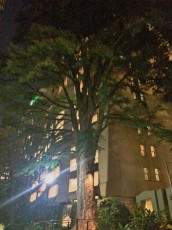 Ben Milam bald cypress, aka Heritage Tree