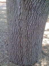 Interesting pattern in the tree bark